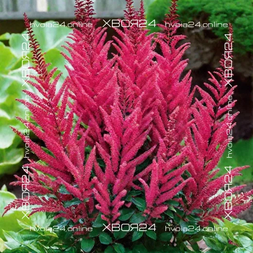  • ХВОЯ24
