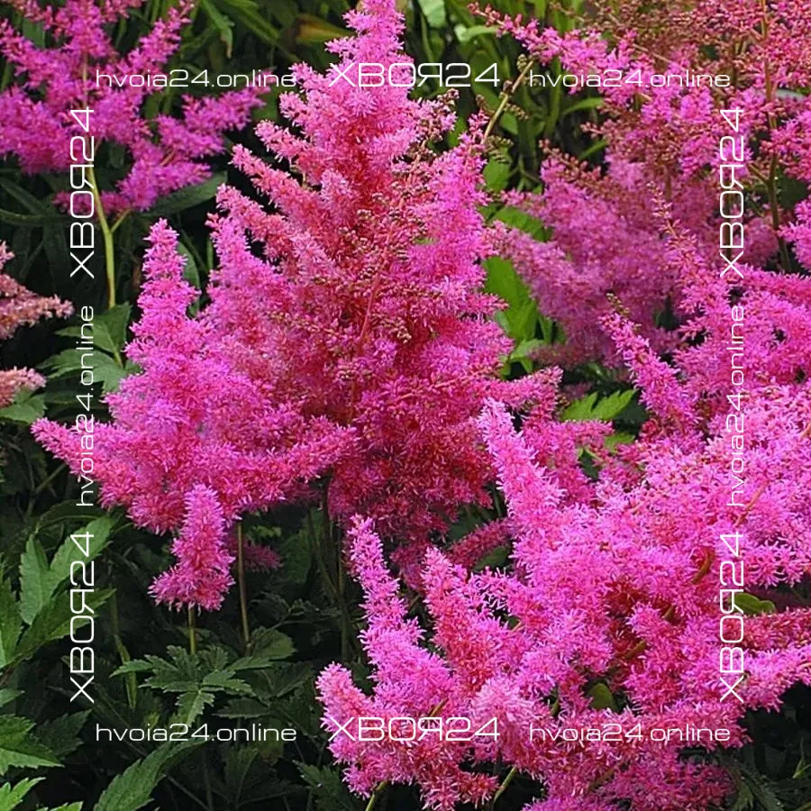  • ХВОЯ24