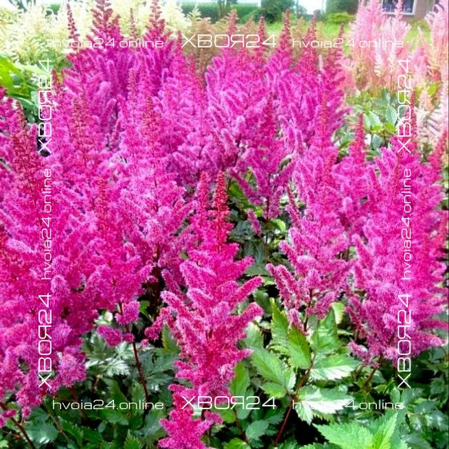  • ХВОЯ24