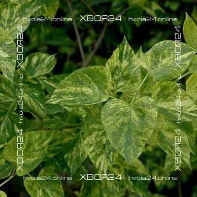  • ХВОЯ24