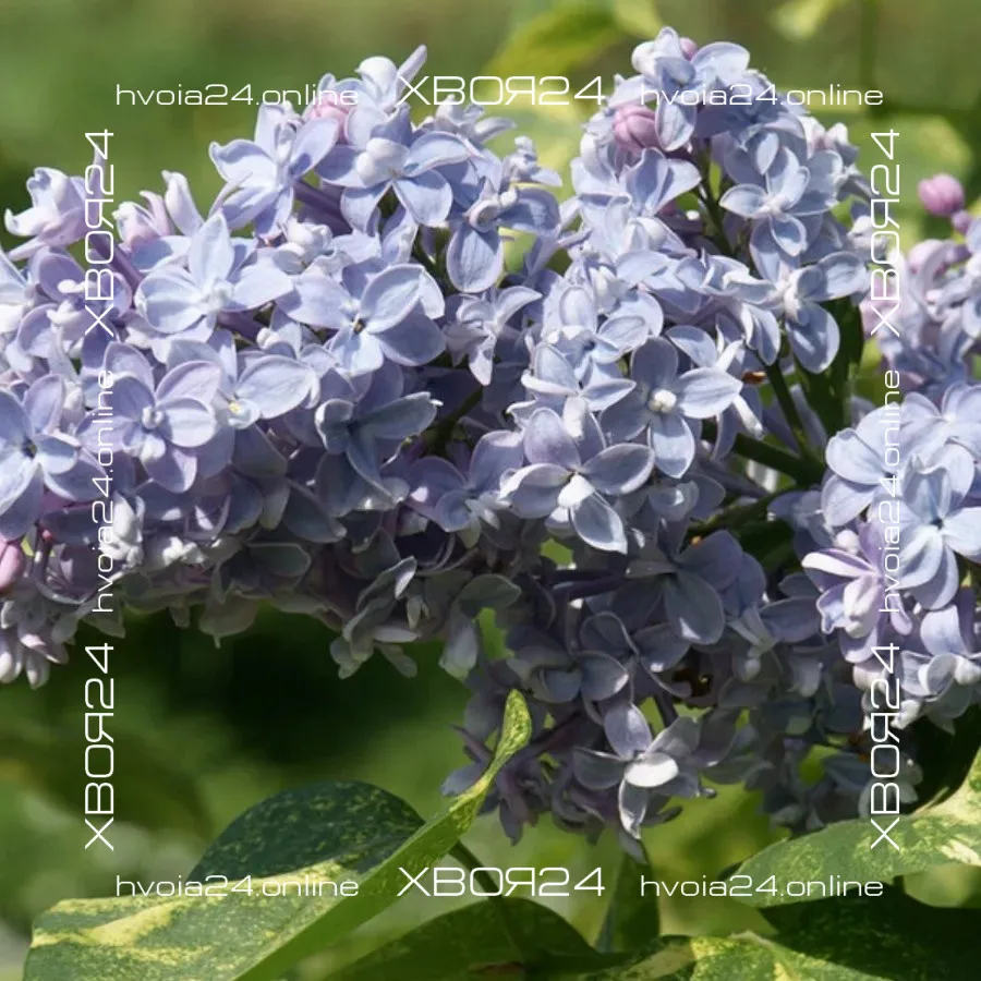  • ХВОЯ24