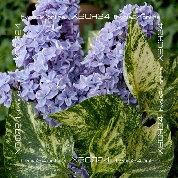  • ХВОЯ24