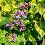 Сирень обыкновенная Аукубафолия — изображение 9