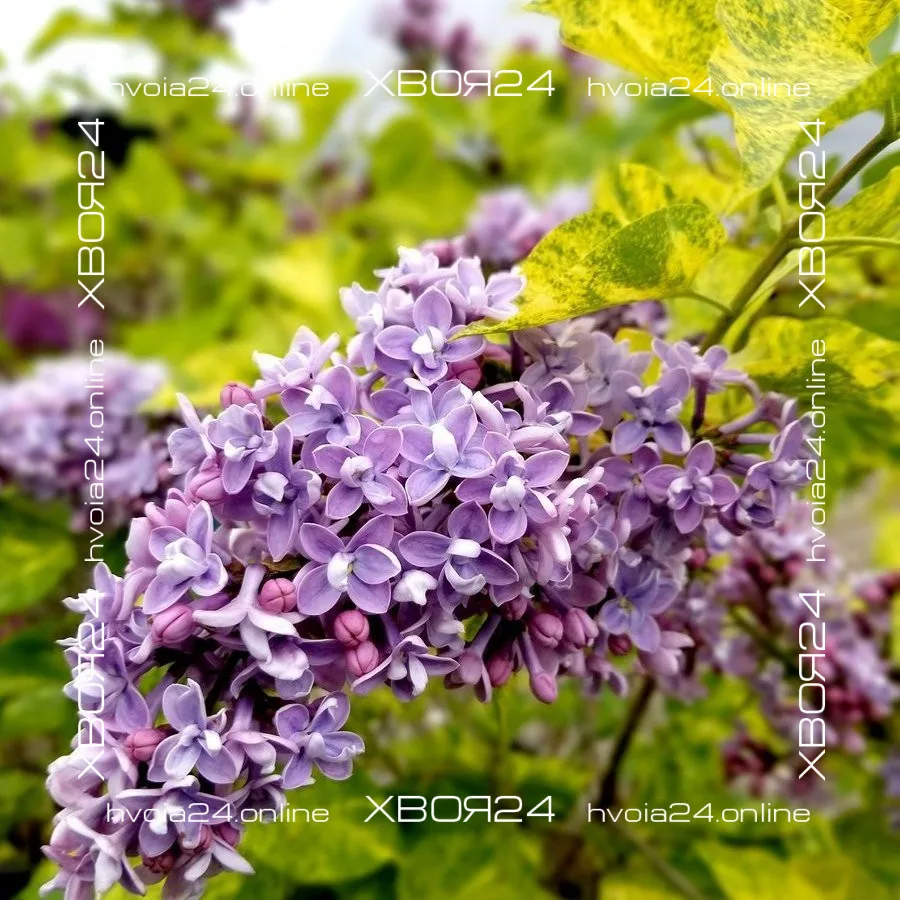  • ХВОЯ24