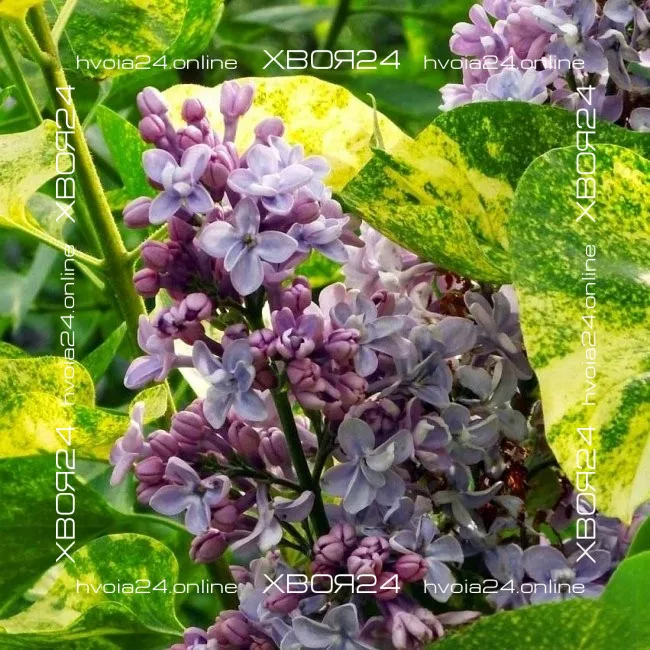  • ХВОЯ24