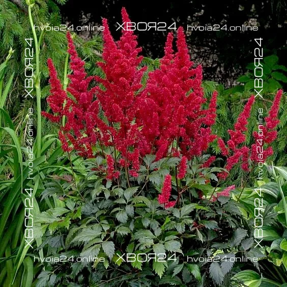  • ХВОЯ24