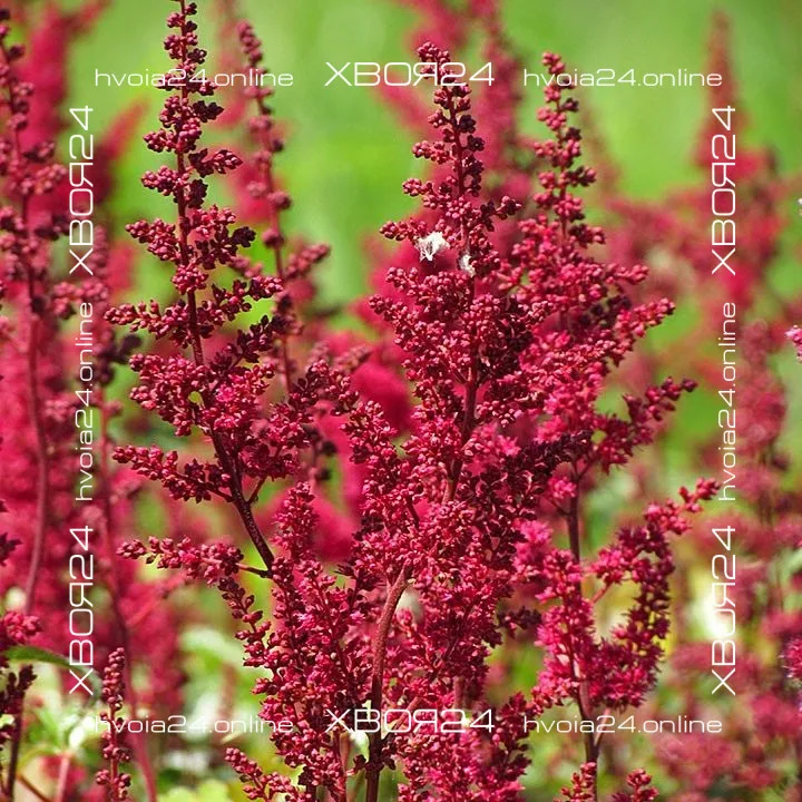  • ХВОЯ24