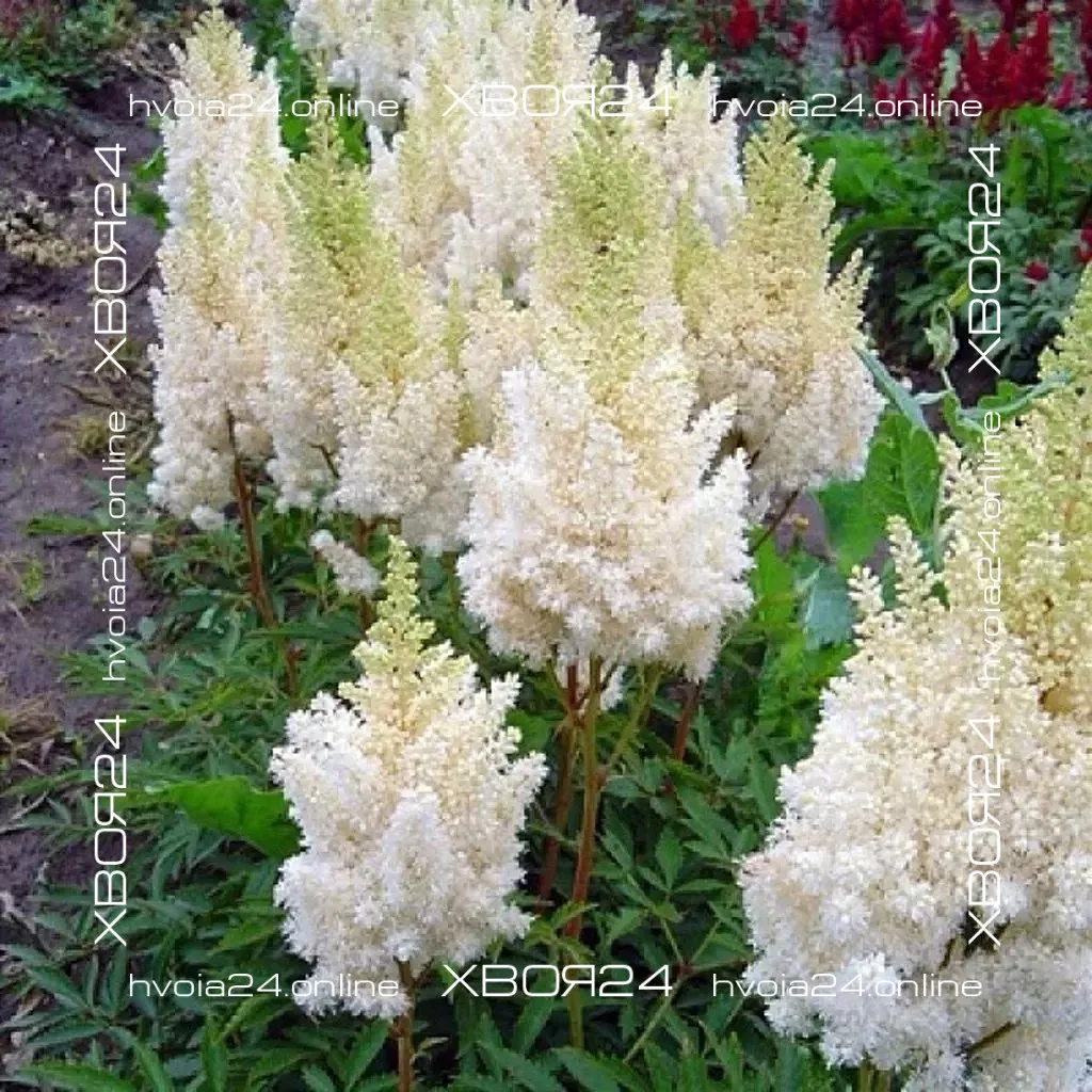  • ХВОЯ24