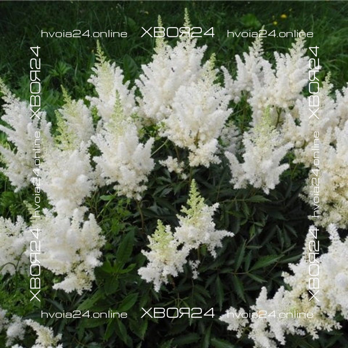  • ХВОЯ24
