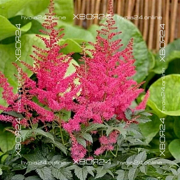  • ХВОЯ24