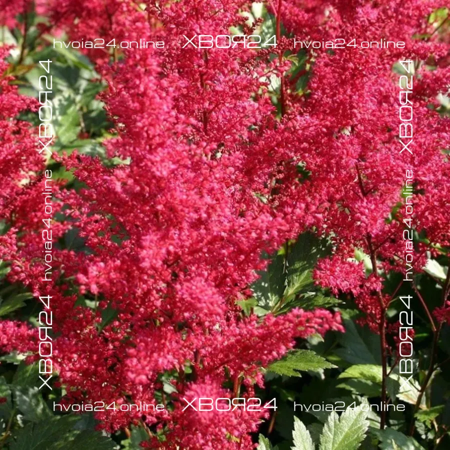  • ХВОЯ24