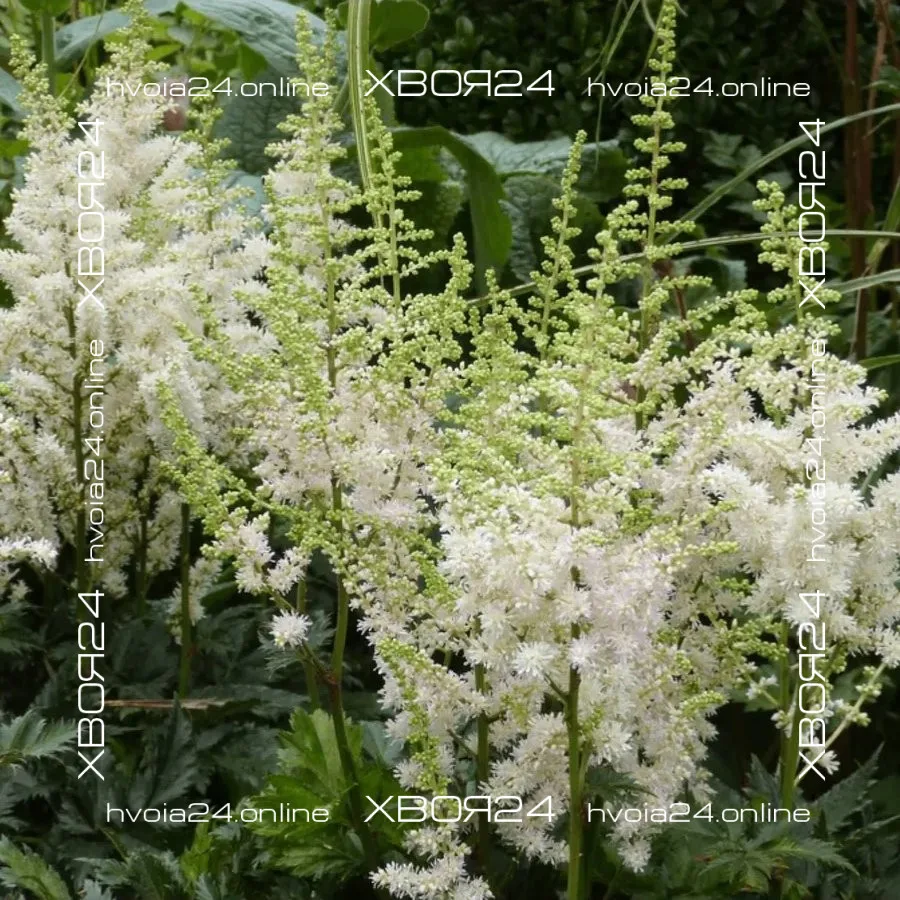  • ХВОЯ24