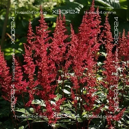  • ХВОЯ24