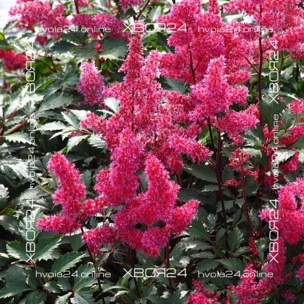  • ХВОЯ24