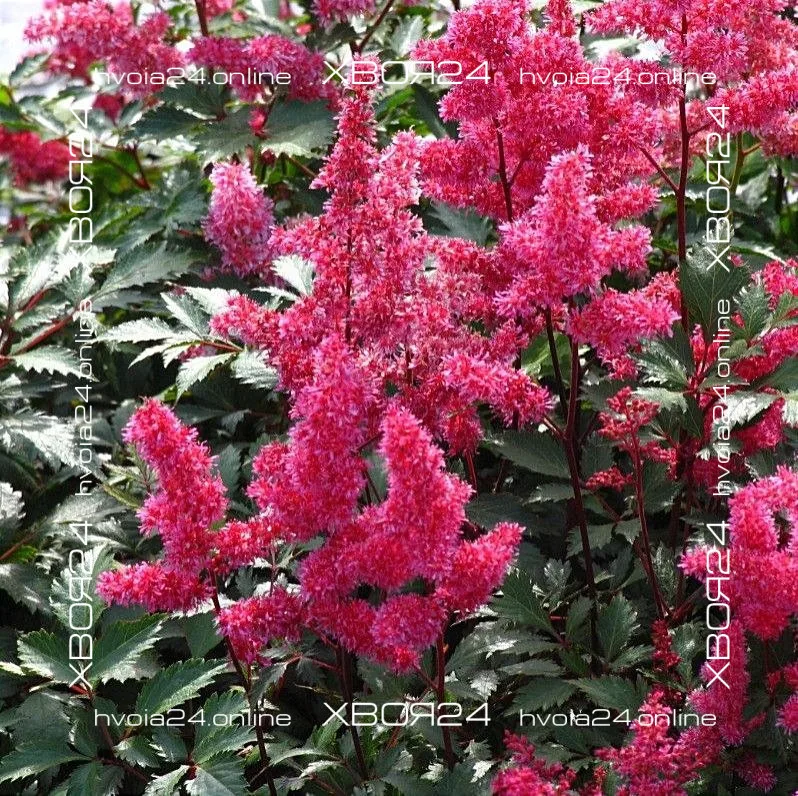  • ХВОЯ24