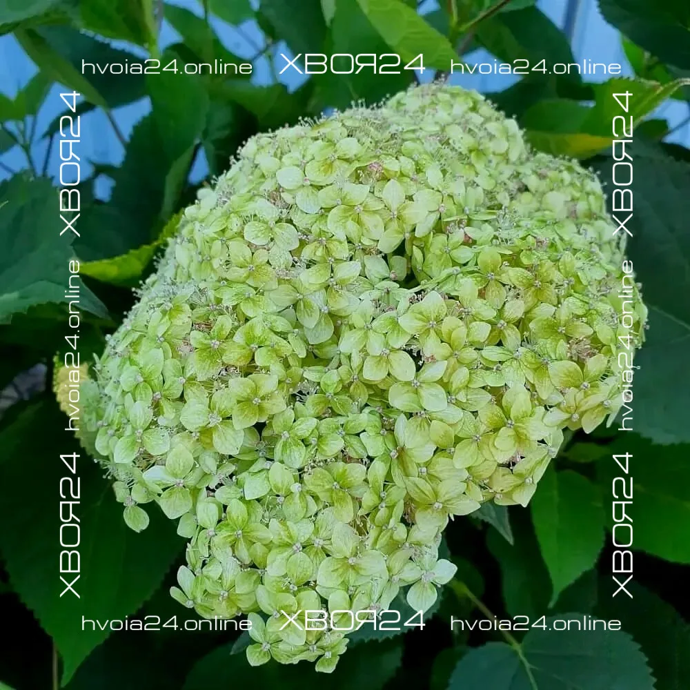  • ХВОЯ24