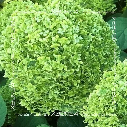  • ХВОЯ24