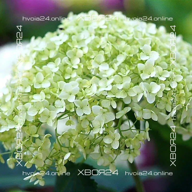  • ХВОЯ24