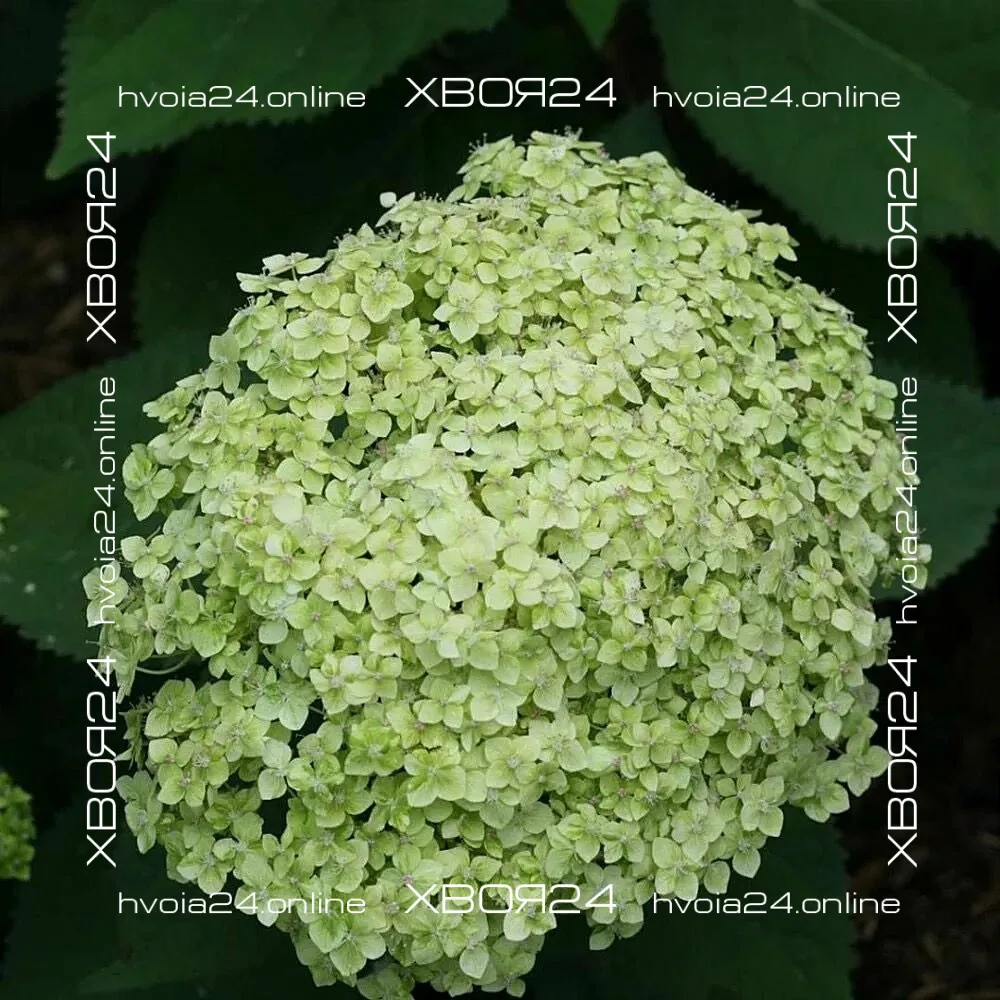  • ХВОЯ24