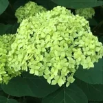  • ХВОЯ24