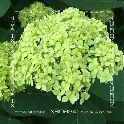  • ХВОЯ24
