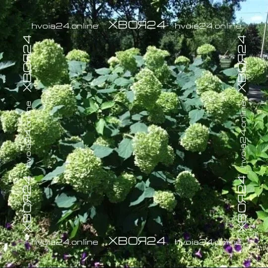  • ХВОЯ24