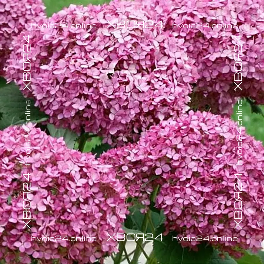  • ХВОЯ24
