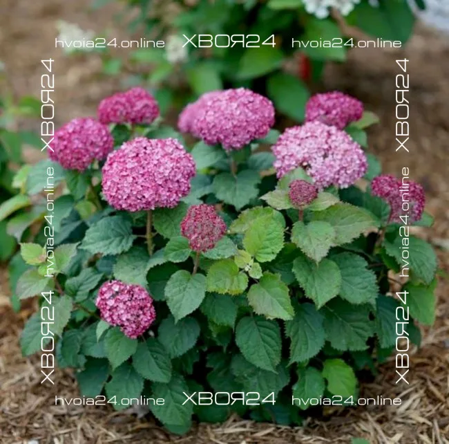  • ХВОЯ24
