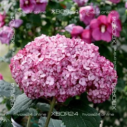  • ХВОЯ24