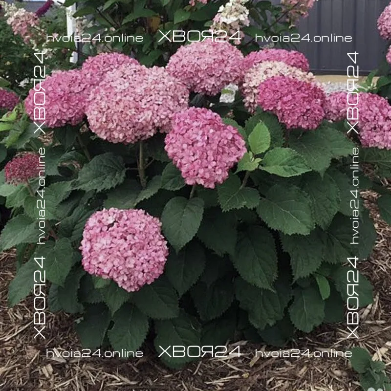  • ХВОЯ24