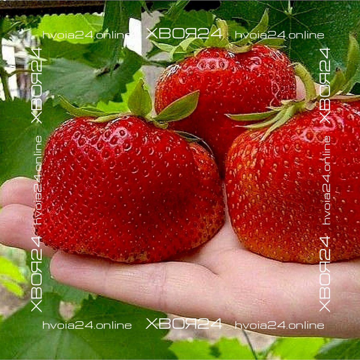  • ХВОЯ24