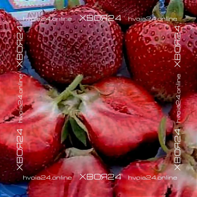  • ХВОЯ24