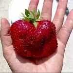  • ХВОЯ24