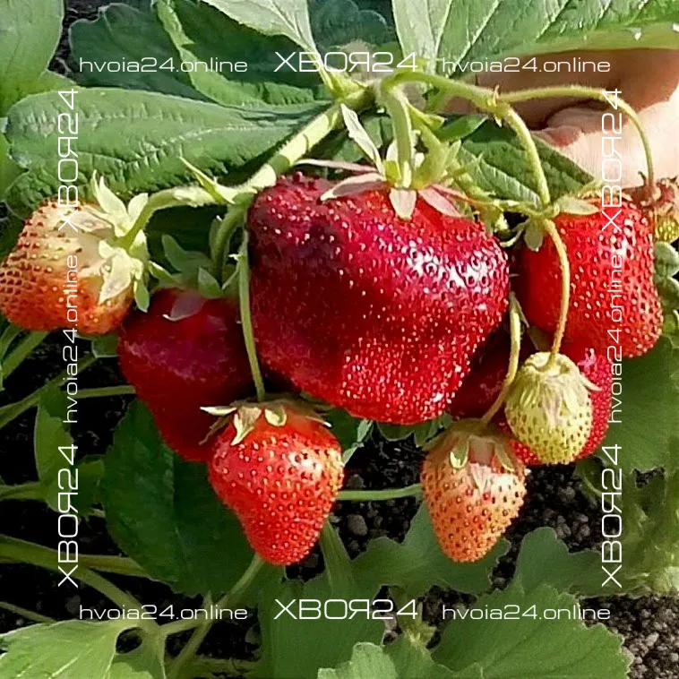 • ХВОЯ24