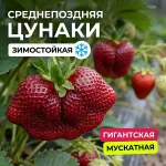  • ХВОЯ24