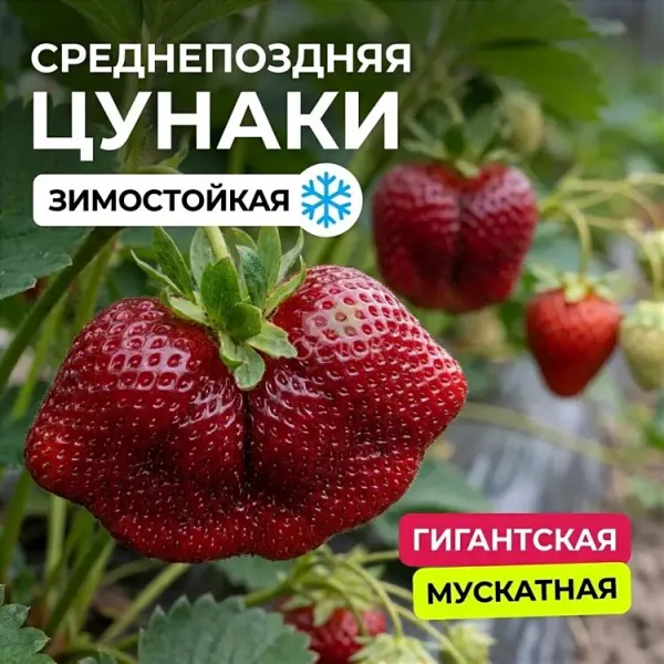  • ХВОЯ24