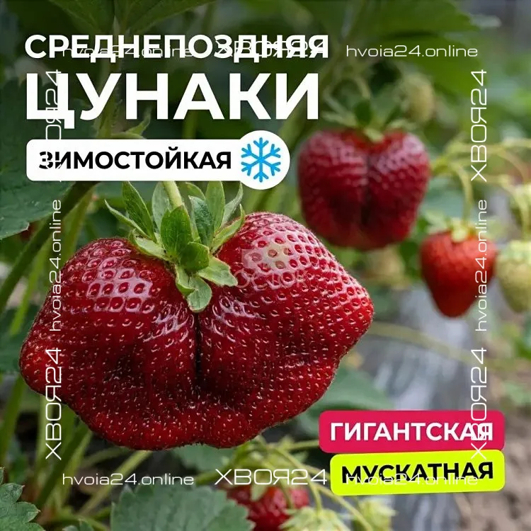  • ХВОЯ24