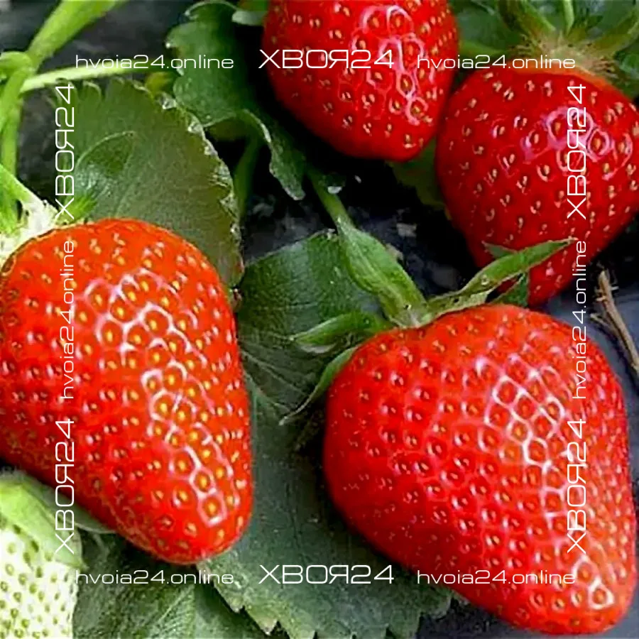  • ХВОЯ24