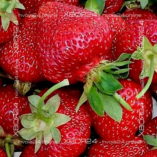 • ХВОЯ24