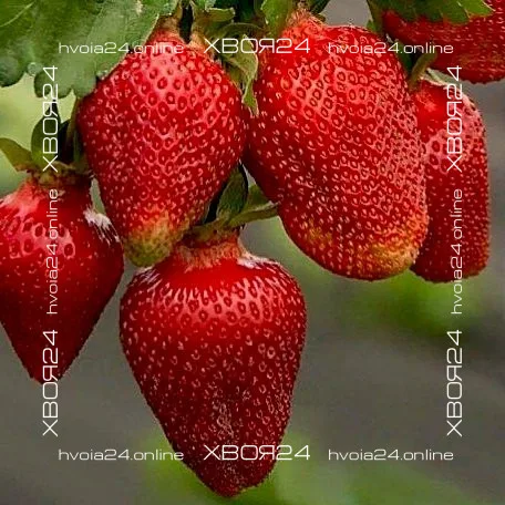  • ХВОЯ24