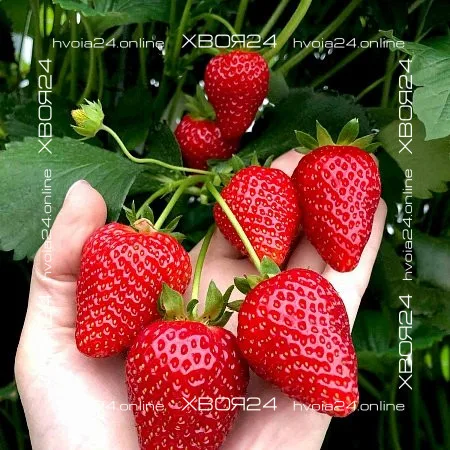  • ХВОЯ24