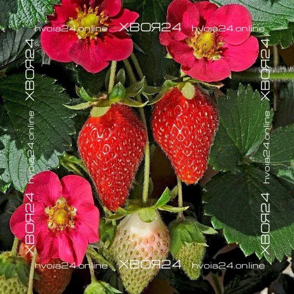  • ХВОЯ24