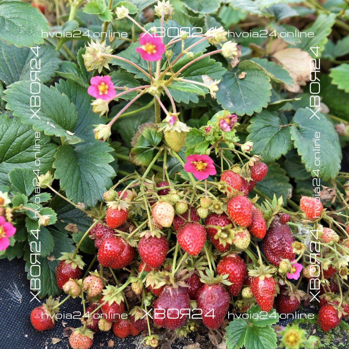  • ХВОЯ24