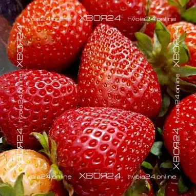  • ХВОЯ24