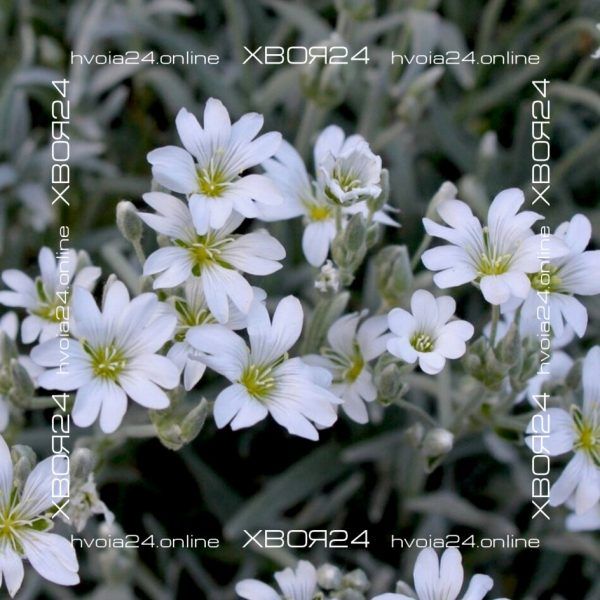  • ХВОЯ24
