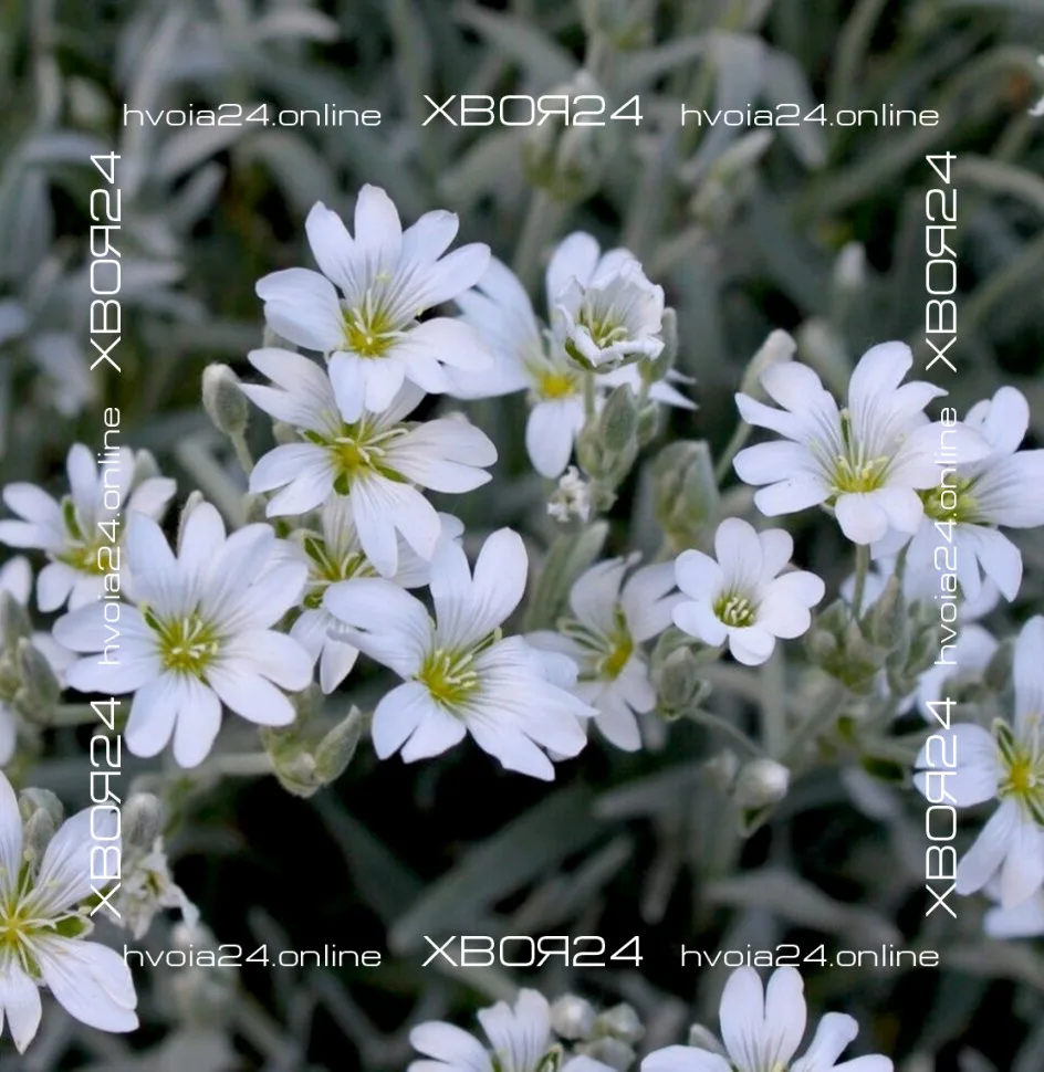  • ХВОЯ24