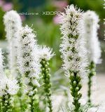Лиатрис колосковый Альба — изображение 3