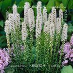 Лиатрис колосковый Альба — изображение 2