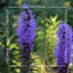 Лиатрис колосковый Блю — изображение 3