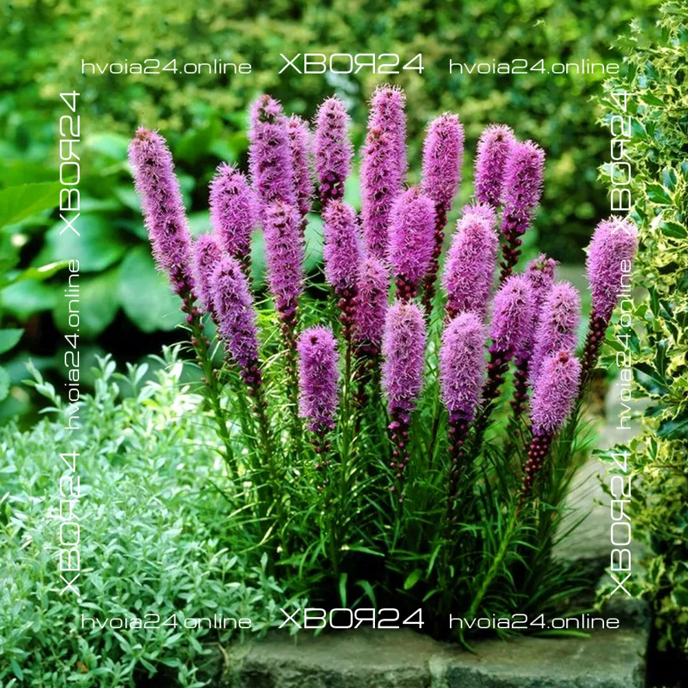  • ХВОЯ24